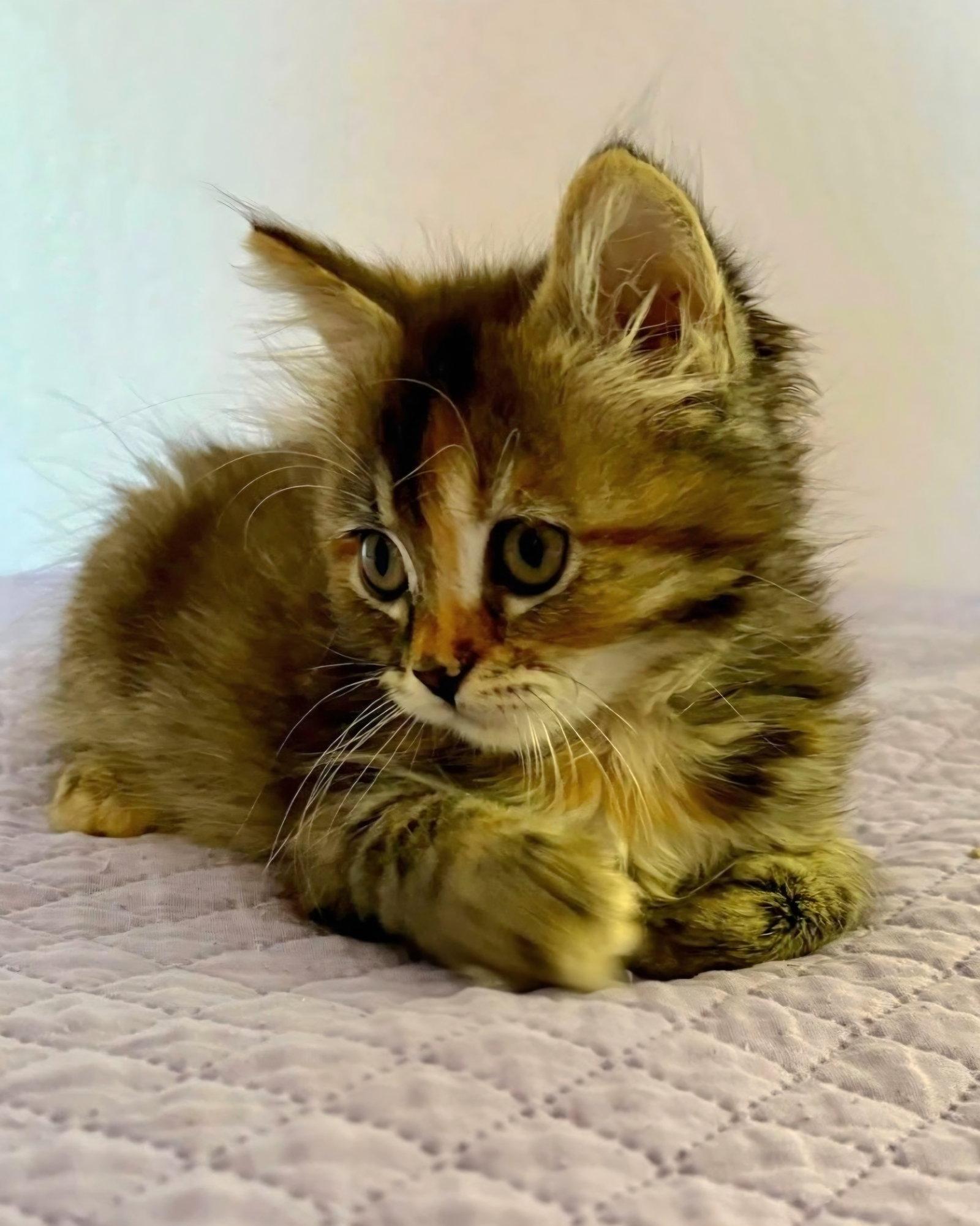Enlarge Evelyn, a Adoptable mixed breed in Campbell, CA image 1/1