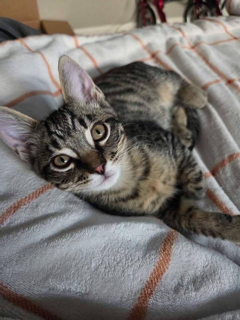 Enlarge Romeo, an adopted Tabby in Yuba City, CA image 4/4