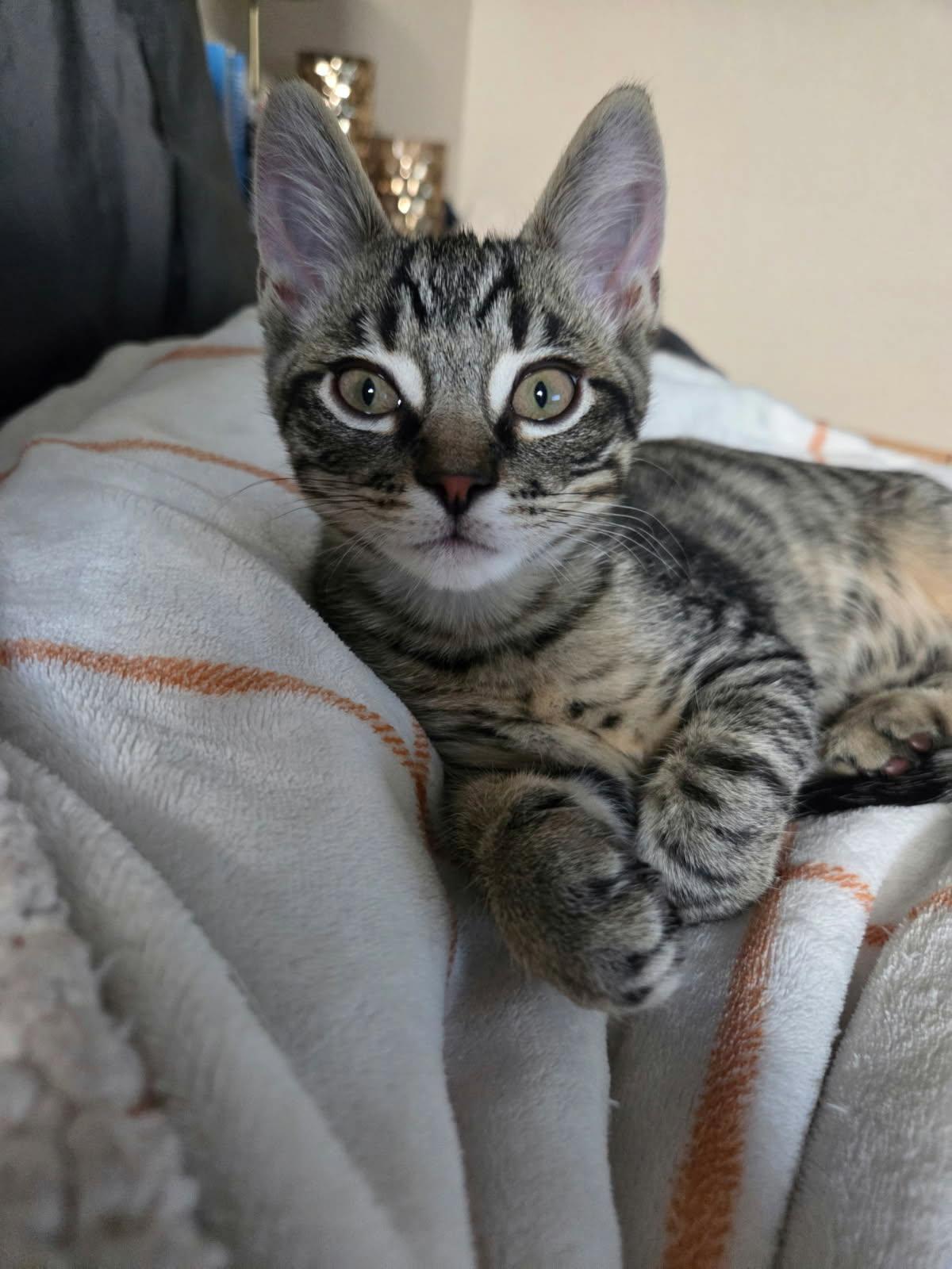 Enlarge Romeo, an adopted Tabby in Yuba City, CA image 1/4