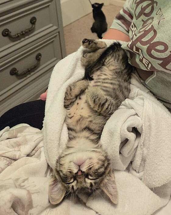 Enlarge Romeo, an adopted Tabby in Yuba City, CA image 2/4