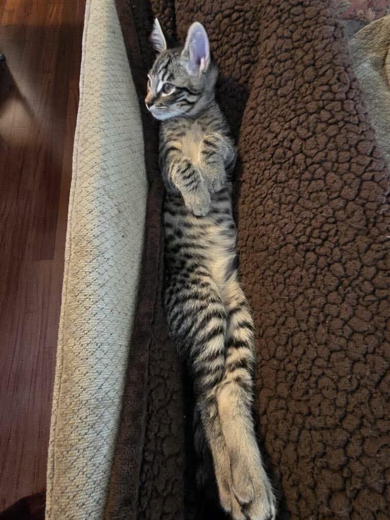 Enlarge Romeo, an adopted Tabby in Yuba City, CA image 3/4