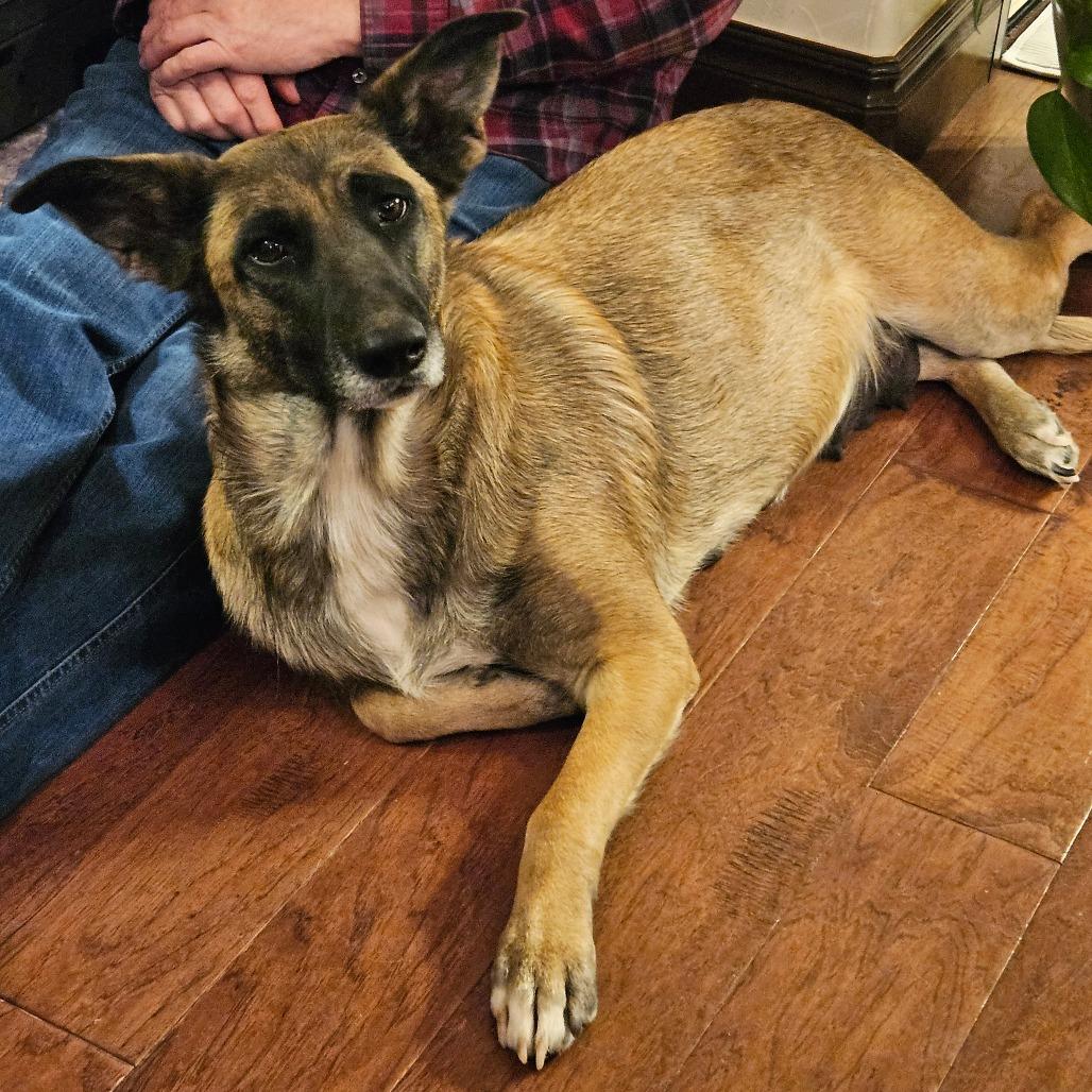 Dolly, Adoptable, Young Female Belgian Shepherd / Malinois.