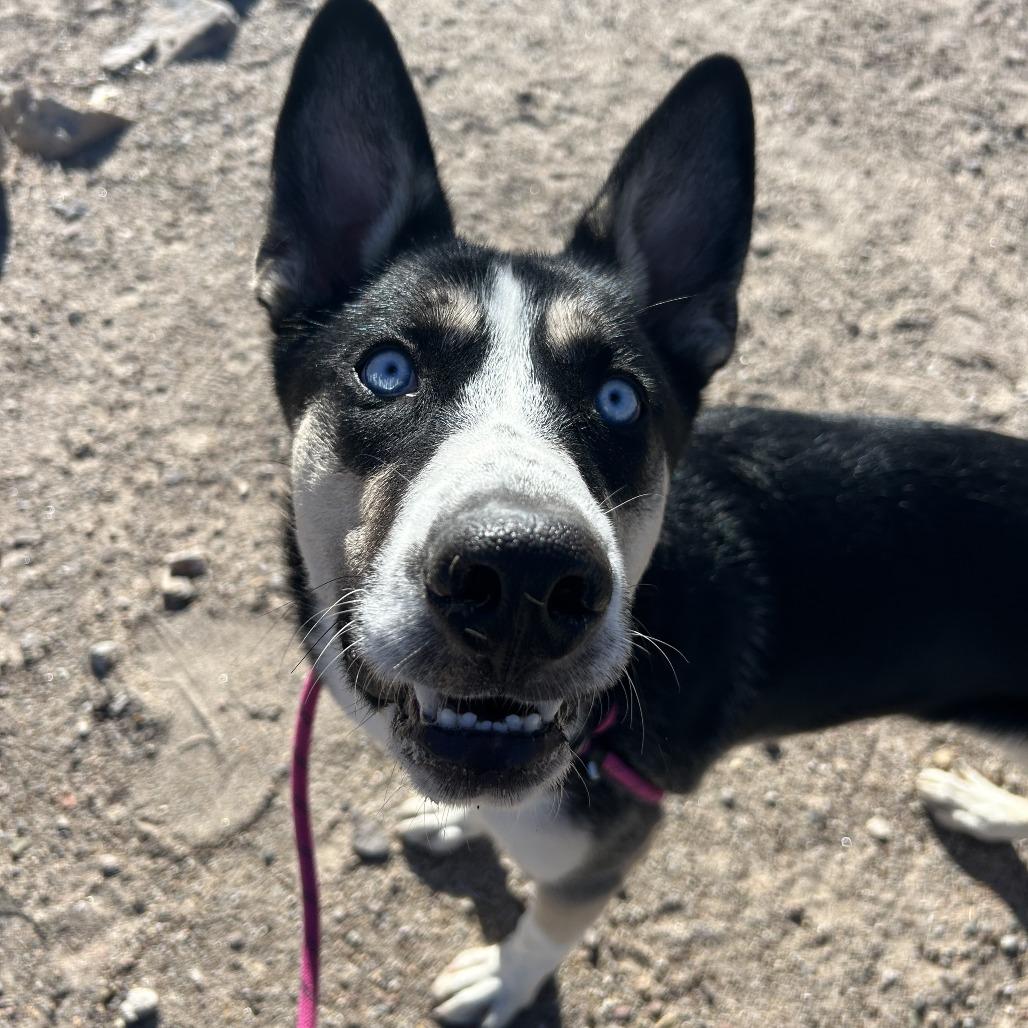 Enlarge Goober, a Adoptable Mixed Breed in Las Cruces, NM image 1/4