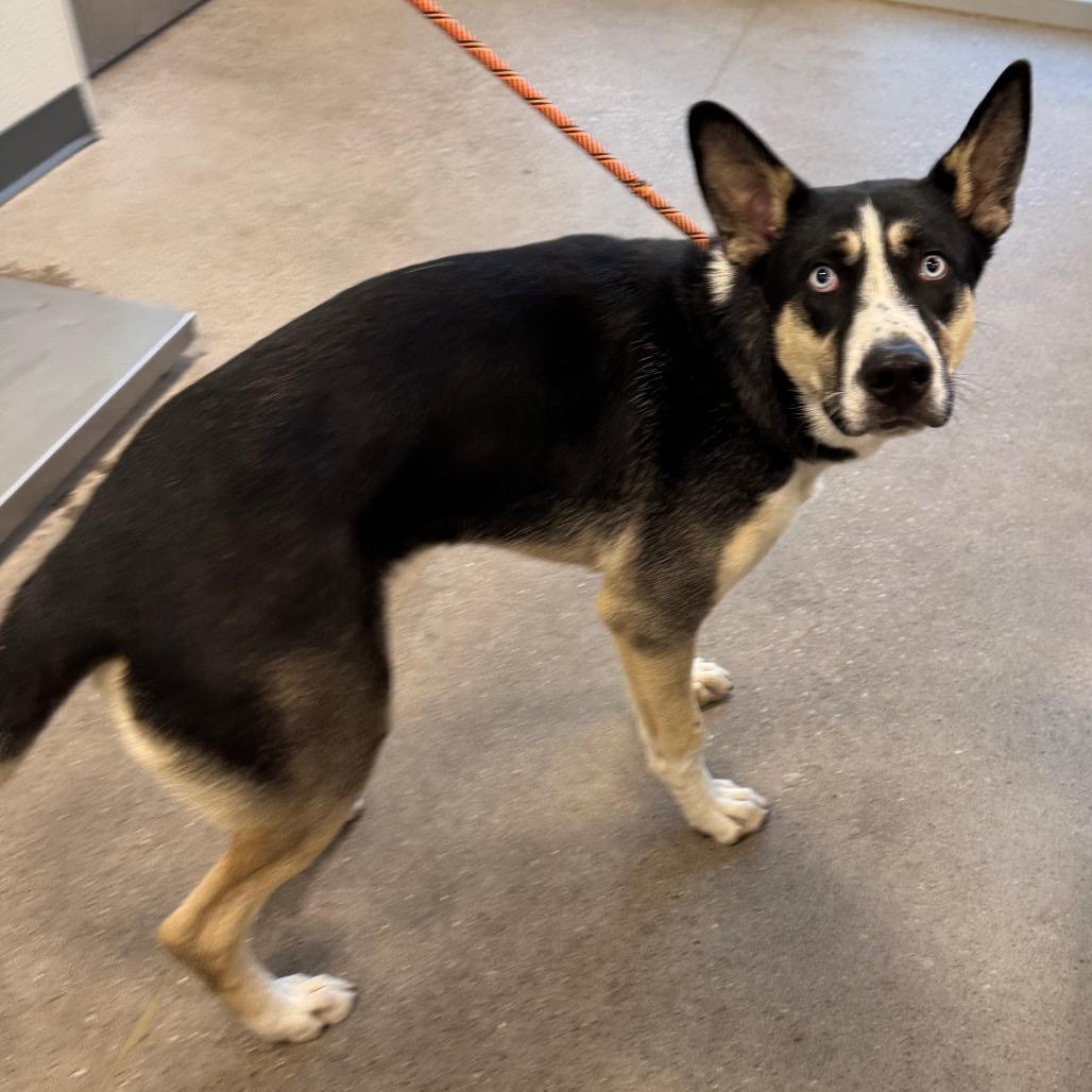 Enlarge Goober, a Adoptable Mixed Breed in Las Cruces, NM image 2/4