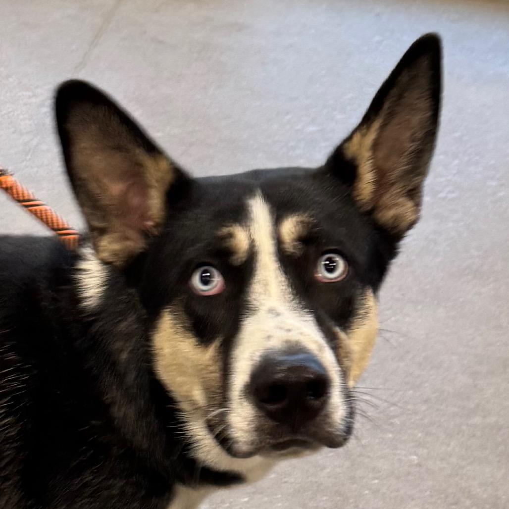 Enlarge Goober, a Adoptable Mixed Breed in Las Cruces, NM image 3/4