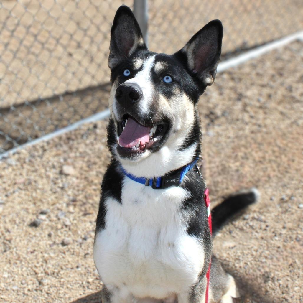 Enlarge Goober, a Adoptable Mixed Breed in Las Cruces, NM image 2/6