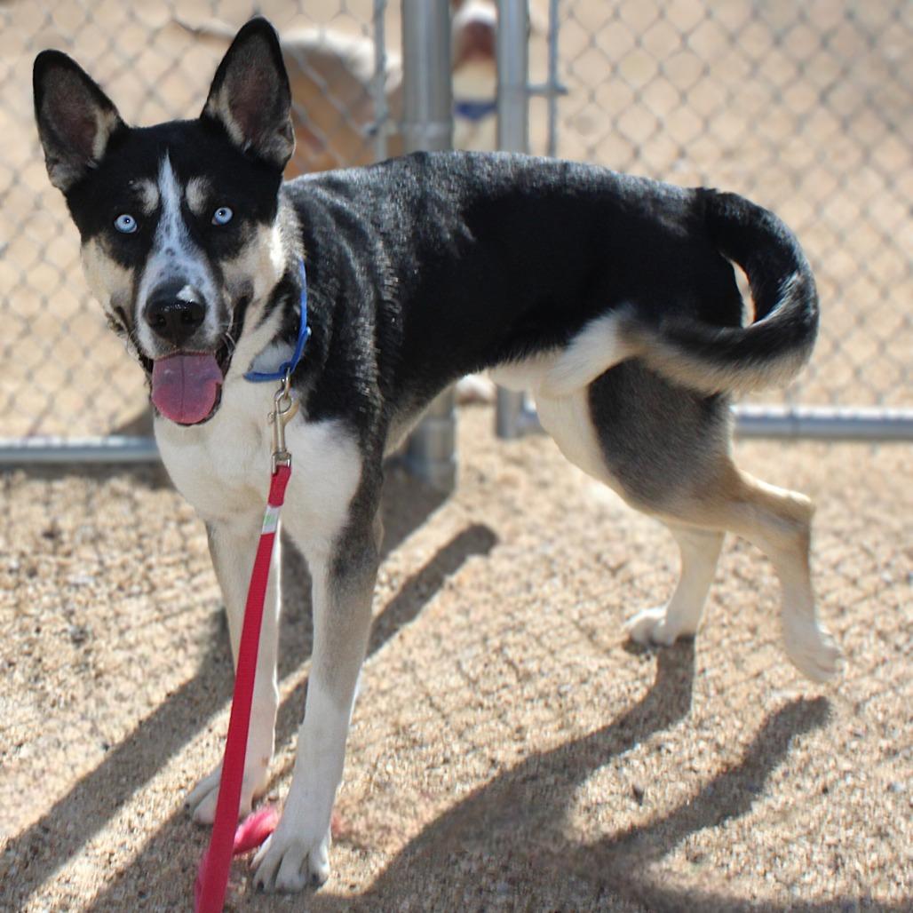 Enlarge Goober, a Adoptable Mixed Breed in Las Cruces, NM image 3/6