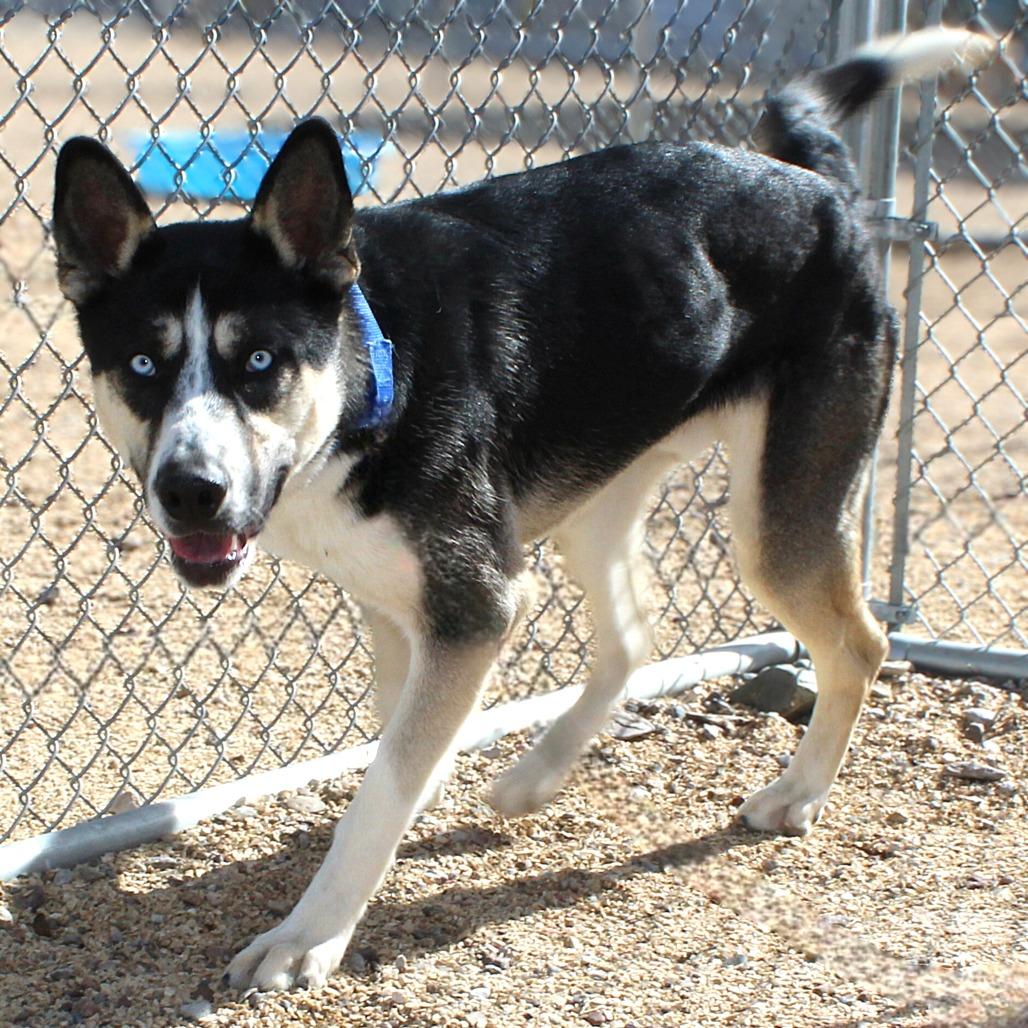 Enlarge Goober, a Adoptable Mixed Breed in Las Cruces, NM image 4/6