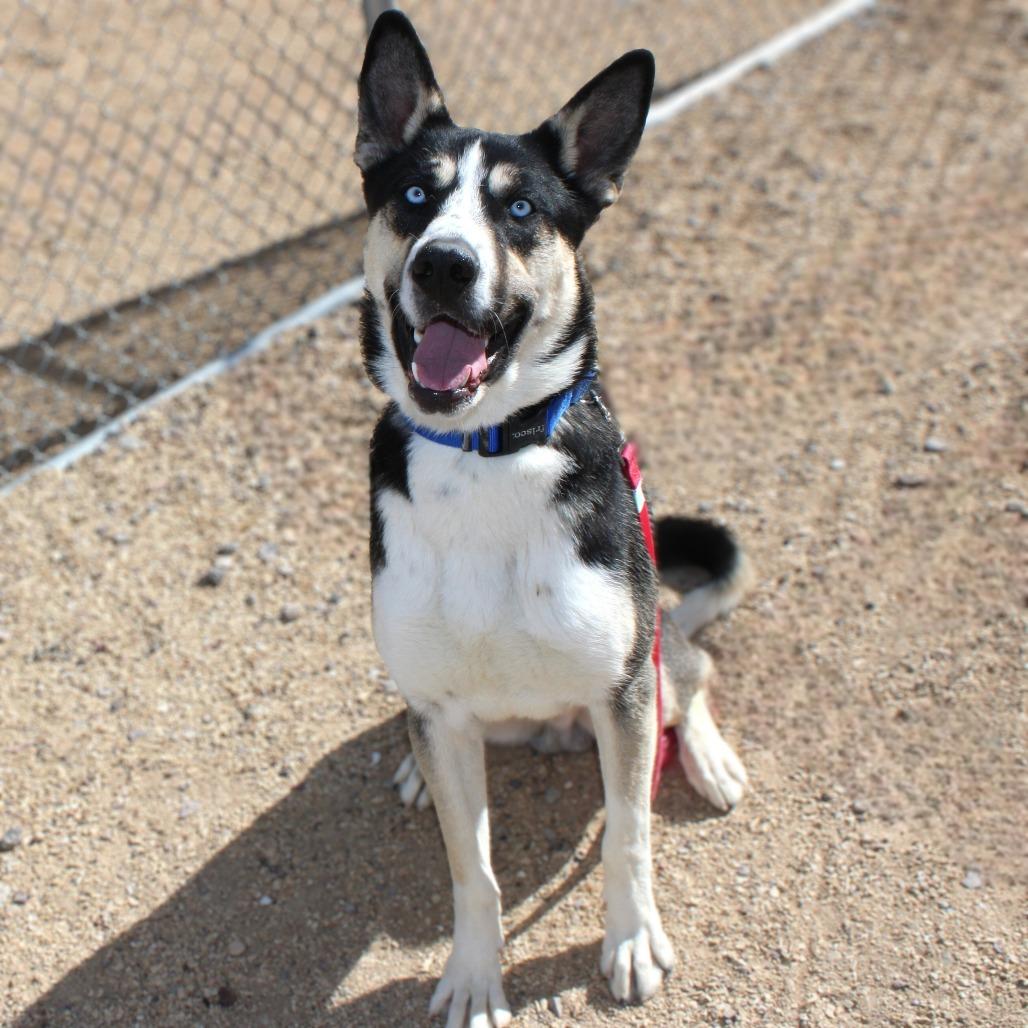 Enlarge Goober, a Adoptable Mixed Breed in Las Cruces, NM image 5/6