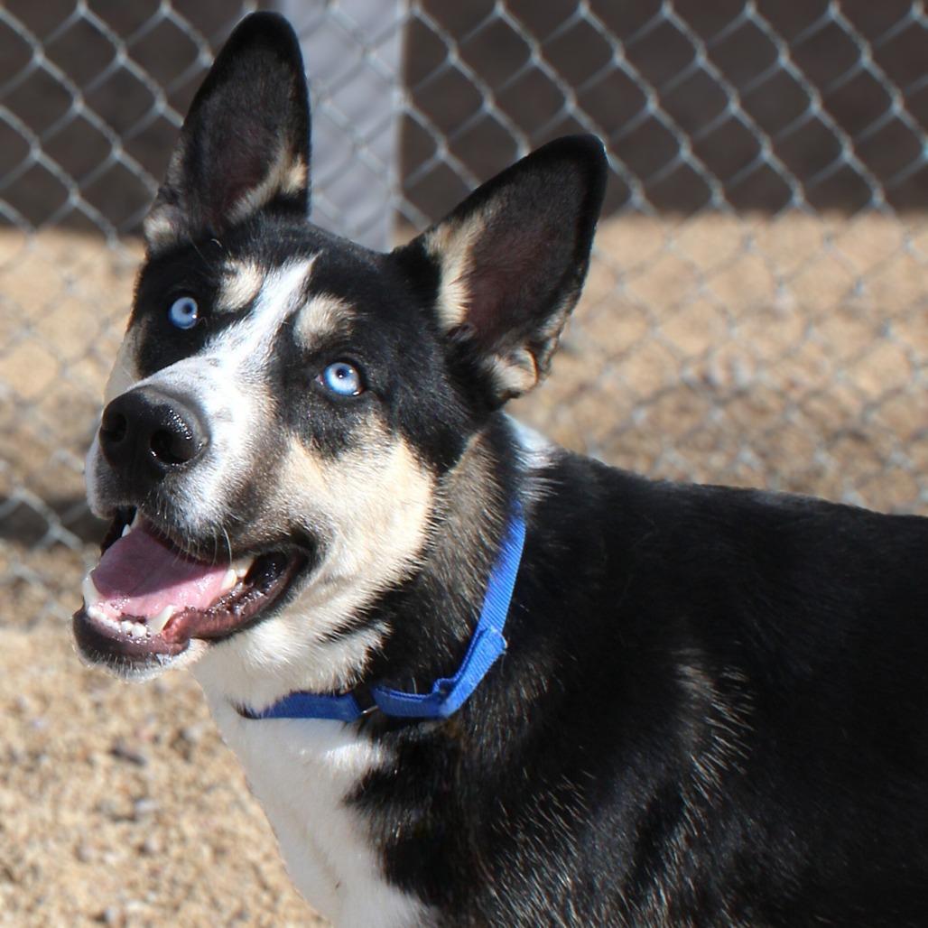 Enlarge Goober, a Adoptable Mixed Breed in Las Cruces, NM image 6/6
