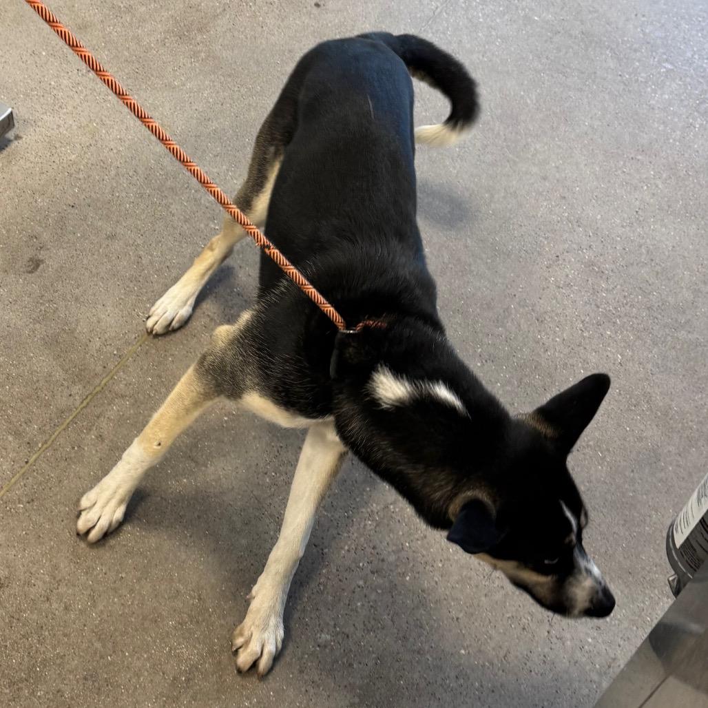 Enlarge Goober, a Adoptable Mixed Breed in Las Cruces, NM image 4/4