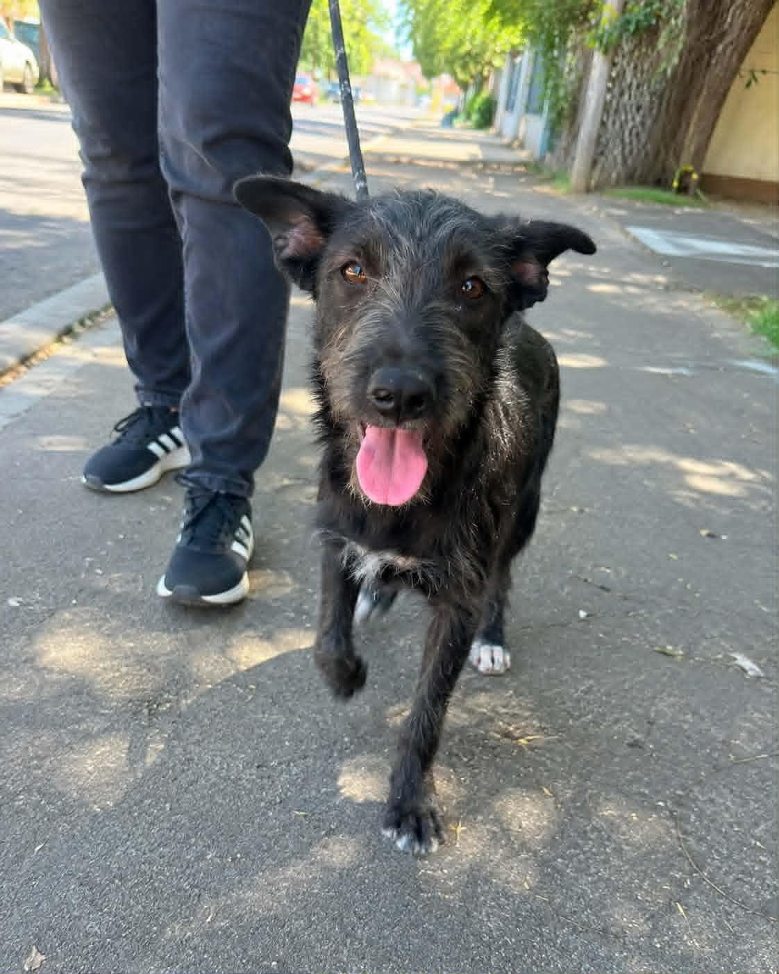 Enlarge Otis, a Adoptable mixed breed in Encinitas, CA image 5/5