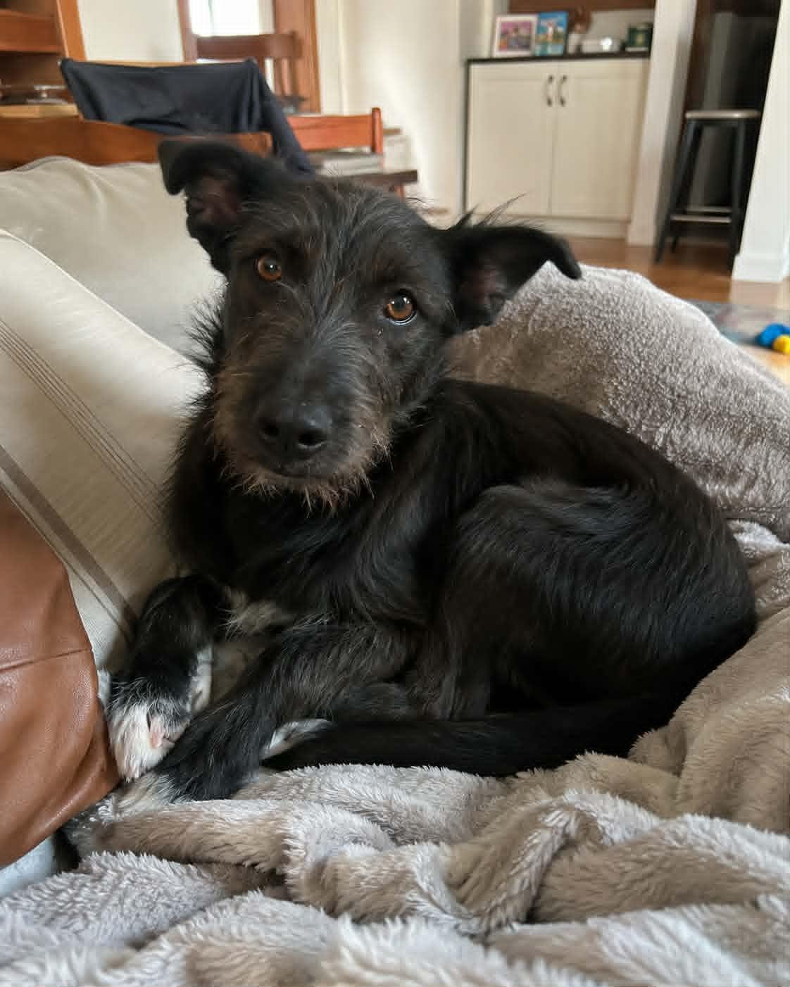 Enlarge Otis, a Adoptable mixed breed in Encinitas, CA image 2/5