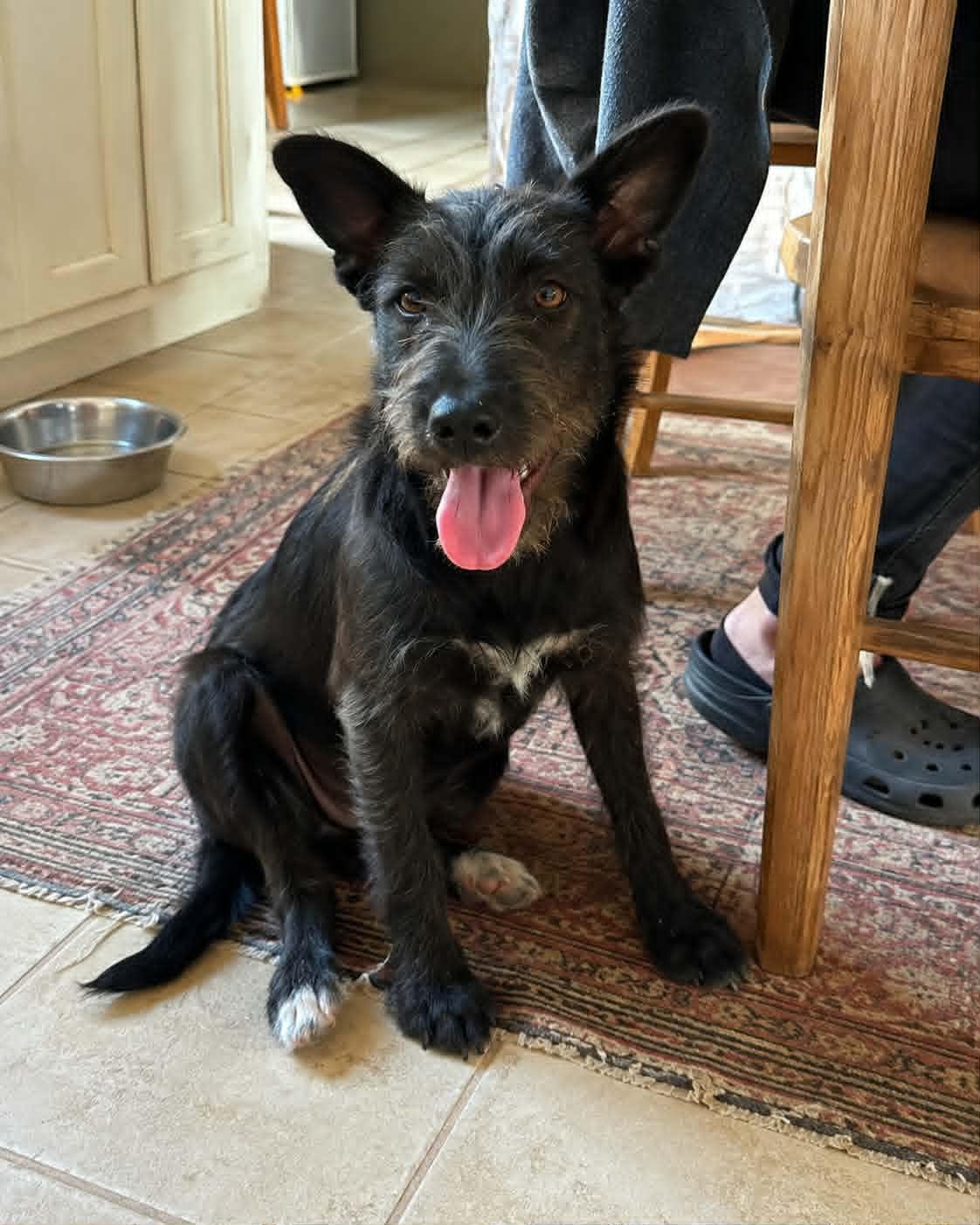 Enlarge Otis, a Adoptable mixed breed in Encinitas, CA image 3/5
