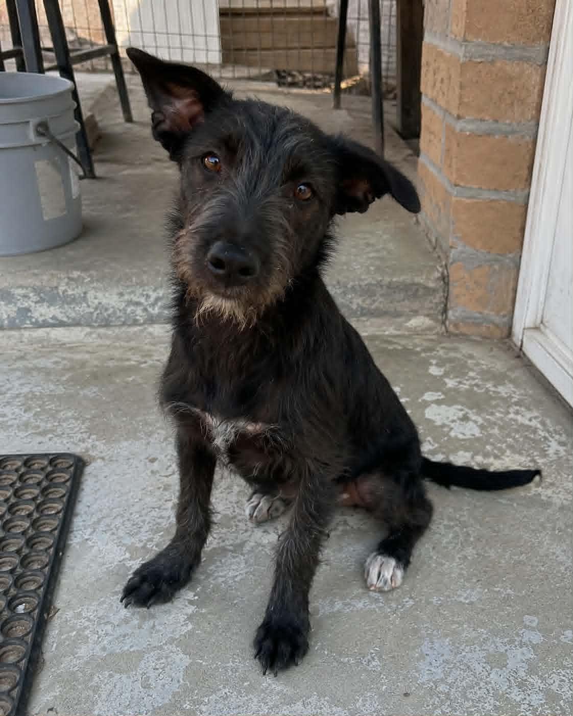 Enlarge Otis, a Adoptable mixed breed in Encinitas, CA image 4/5