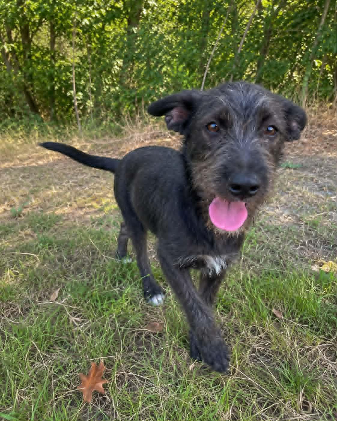 Enlarge Otis, a Adoptable mixed breed in Encinitas, CA image 1/5