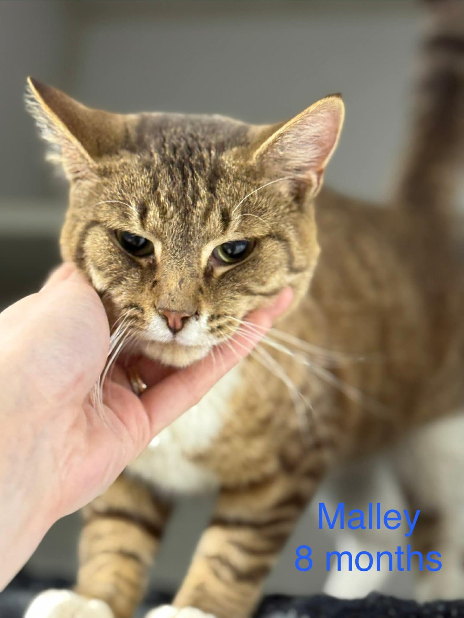 Malley, Adopted, Adult Male Domestic Short Hair.