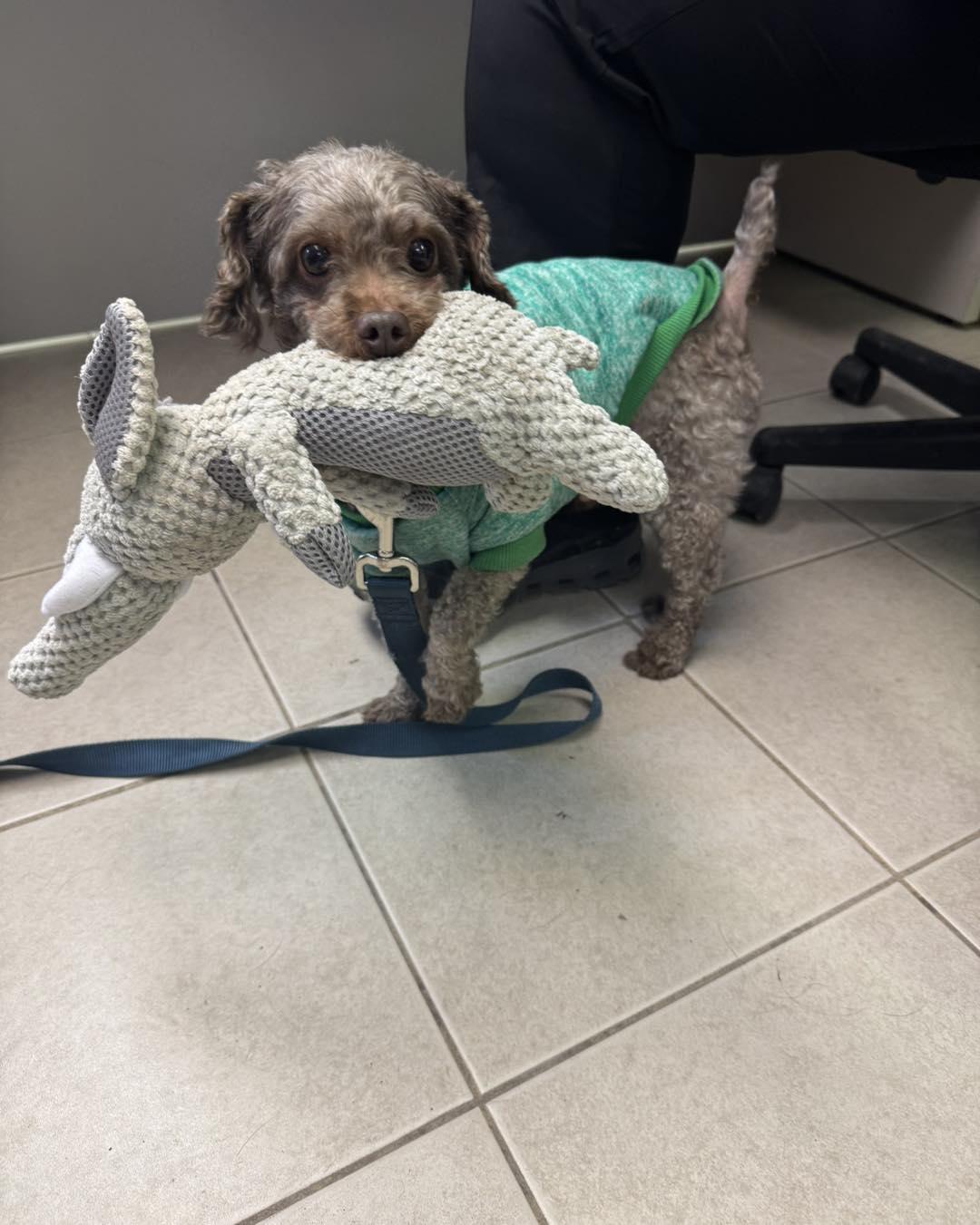 Darci & Benji, adopted, Adult Female Poodle (Toy).