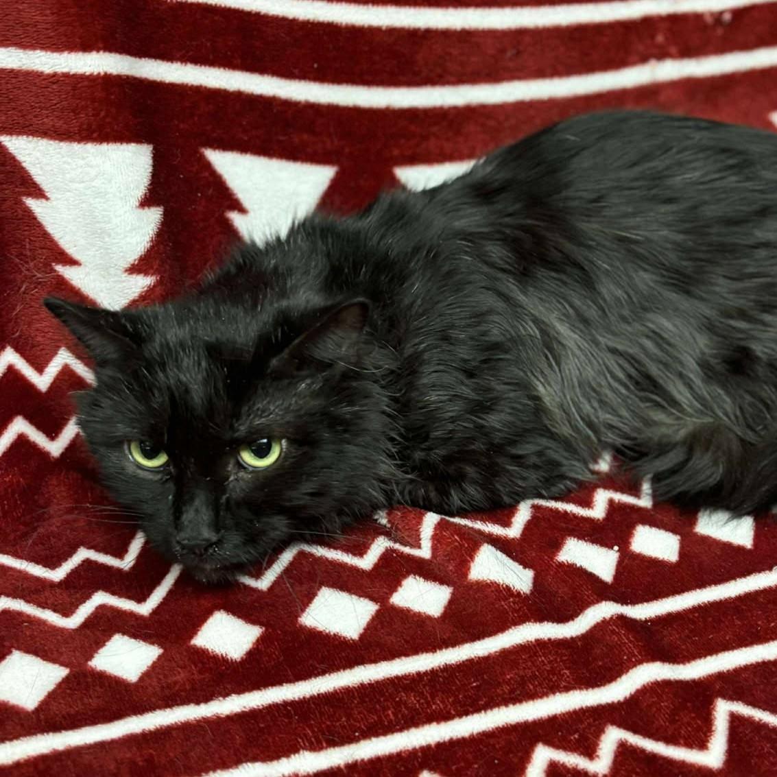 Midnight, adopted, Adult Male Domestic Medium Hair.