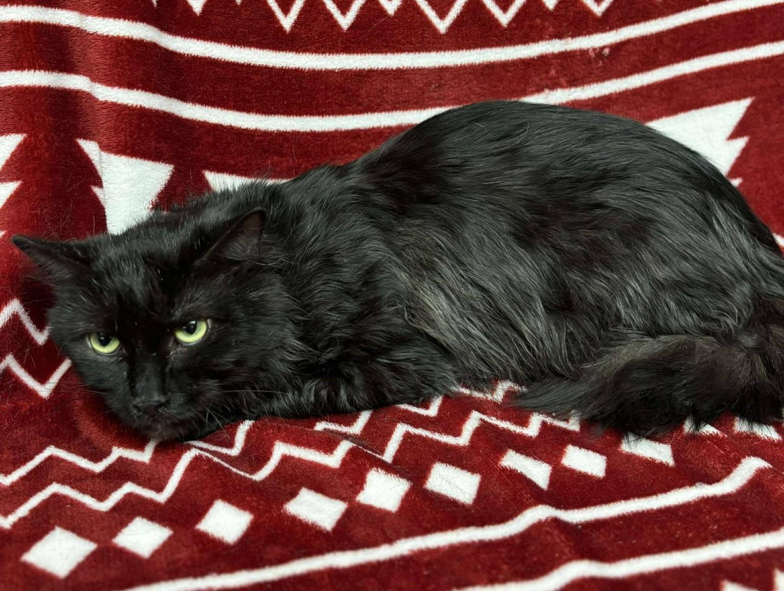 Enlarge Midnight, an adopted mixed breed in Maryville, MO image 2/2