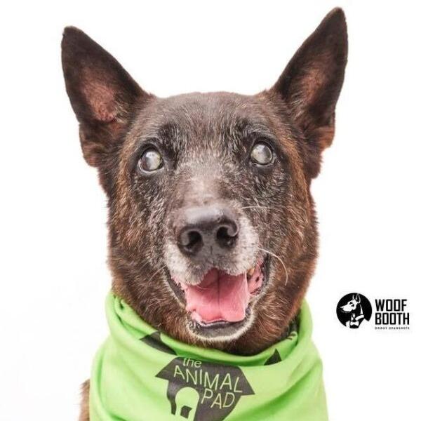 Dante, Adoptable, Senior Male Mixed Breed & Shepherd.