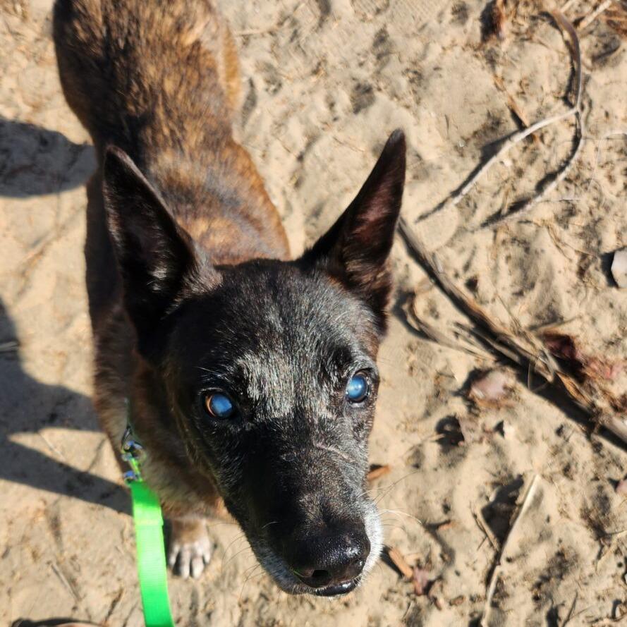 Enlarge Dante, a Adoptable mixed breed in San Diego, CA image 3/6