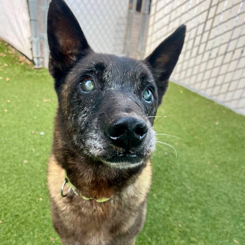 Enlarge Dante, a Adoptable mixed breed in San Diego, CA image 4/6