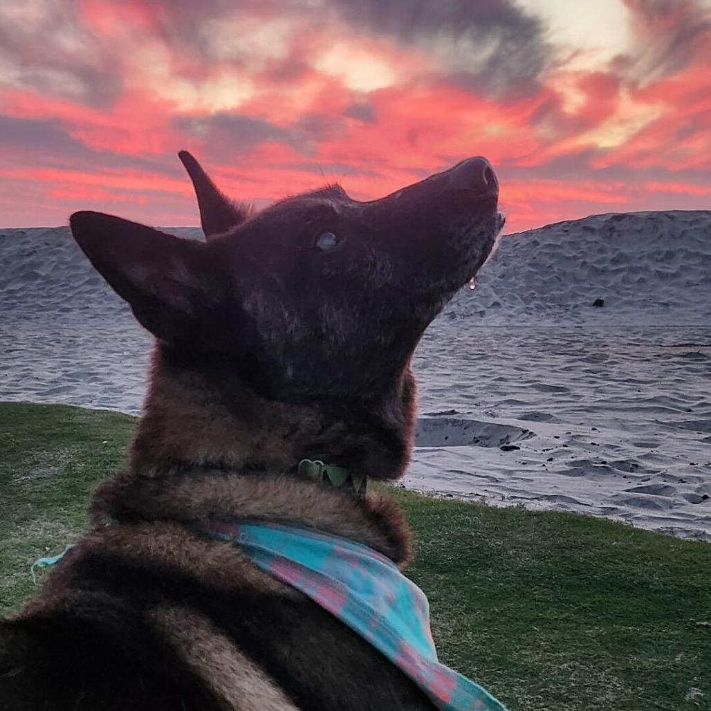 Enlarge Dante, a Adoptable mixed breed in San Diego, CA image 5/6