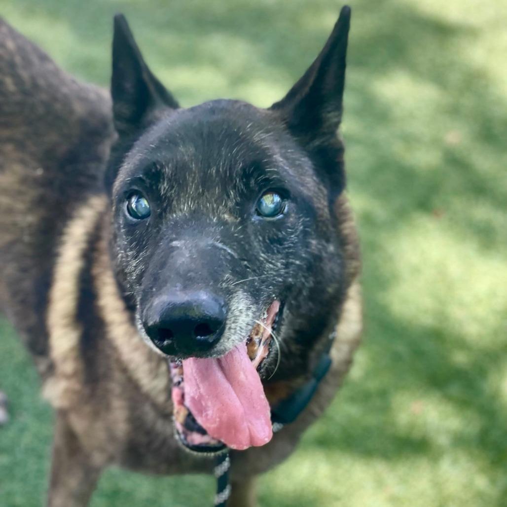 Enlarge Dante, a Adoptable mixed breed in San Diego, CA image 6/6