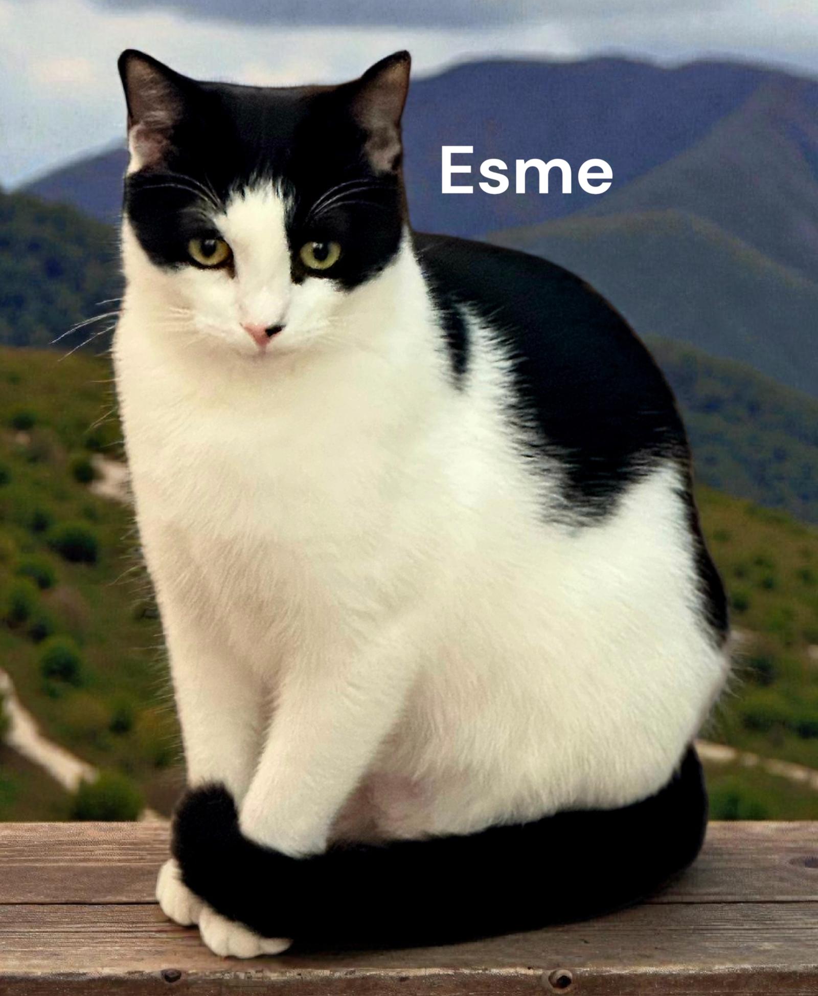 Enlarge Esme, a Adoptable Domestic Short Hair in Weems, VA image 1/3