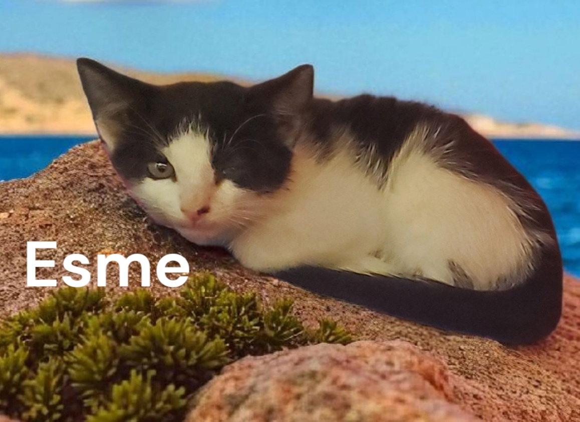 Enlarge Esme, a Adoptable Domestic Short Hair in Weems, VA image 2/3