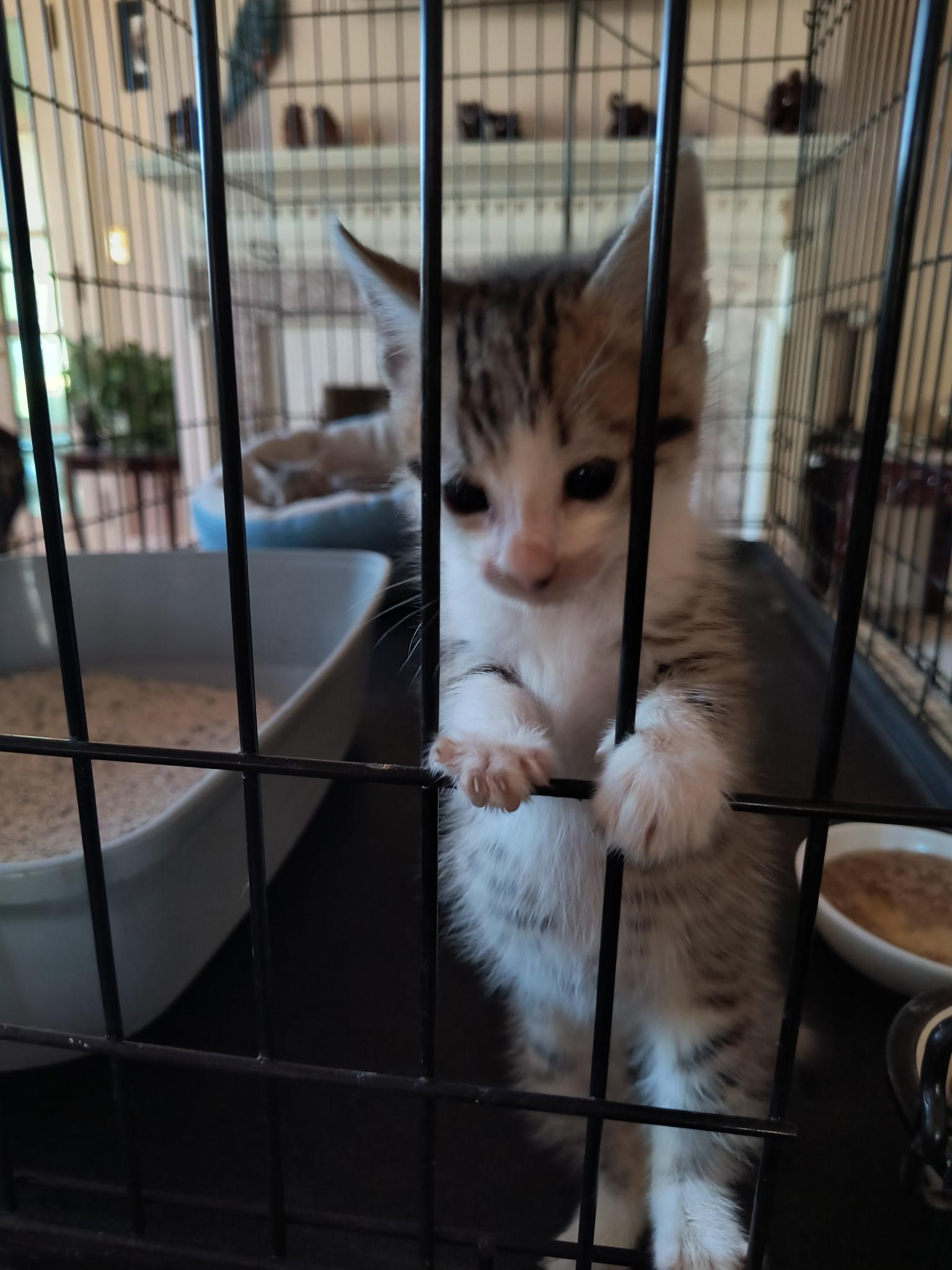 Enlarge Bridget, a Adoptable Domestic Short Hair in Malden, MA image 3/4