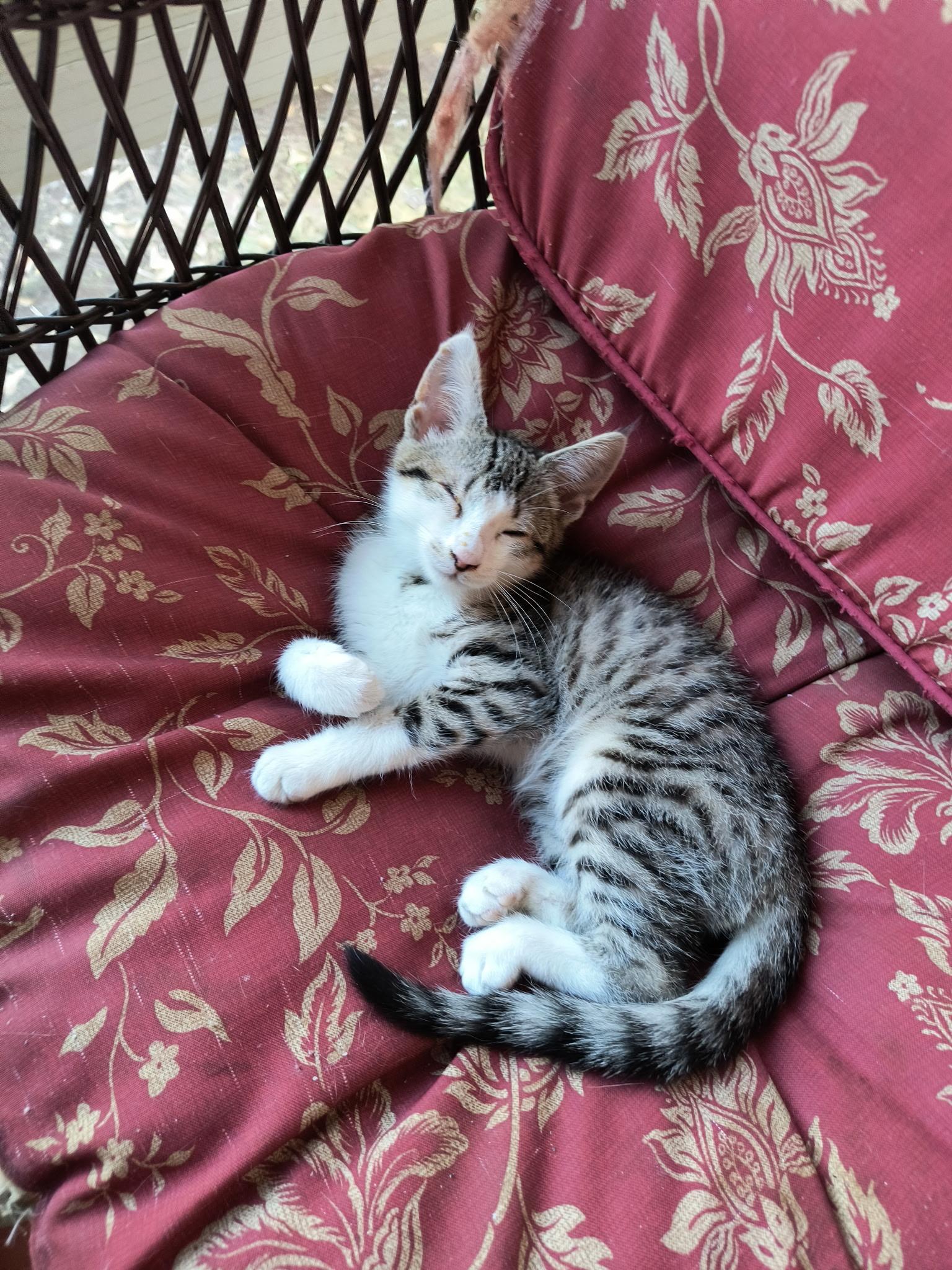 Bridget, Adoptable, Kitten Female Domestic Short Hair.