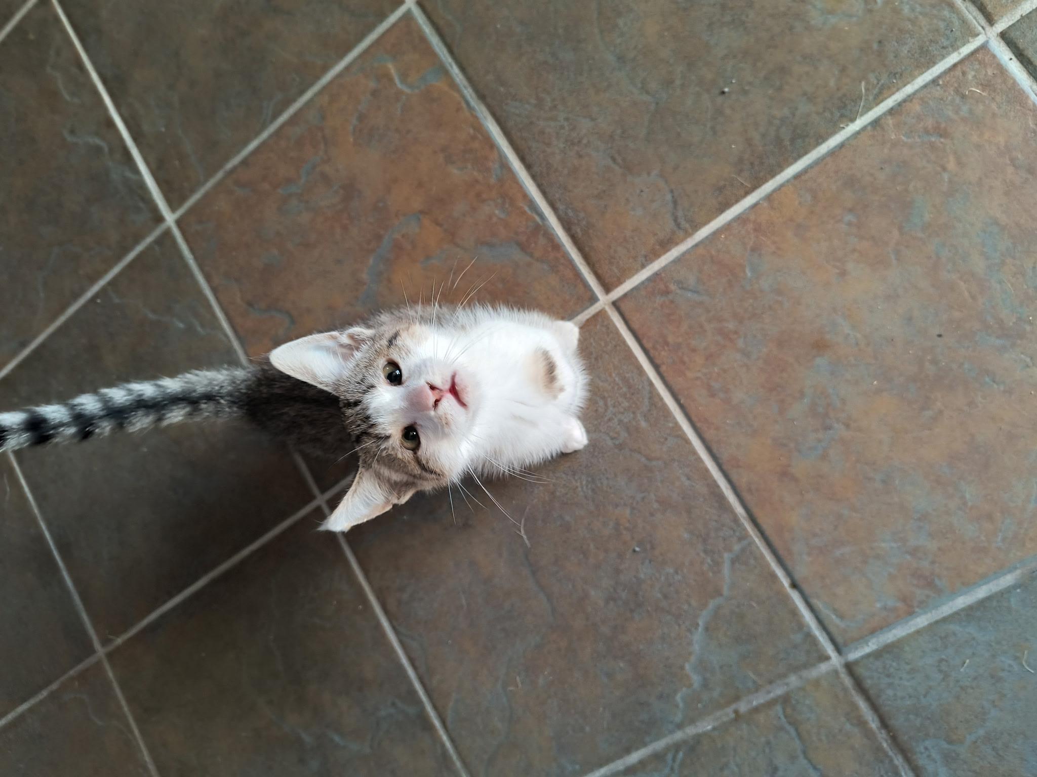 Enlarge Bridget, a Adoptable Domestic Short Hair in Malden, MA image 2/4