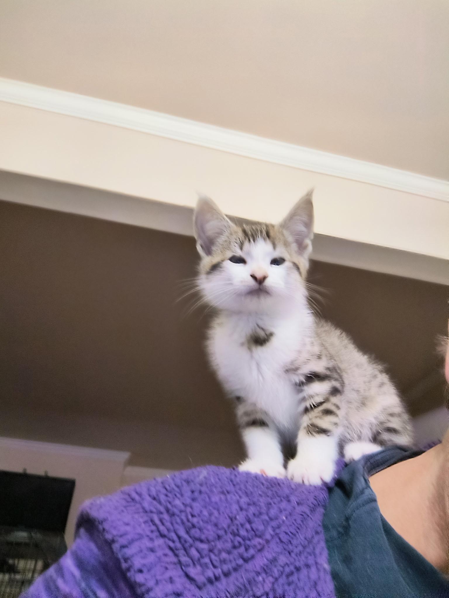 Enlarge Bridget, a Adoptable Domestic Short Hair in Malden, MA image 4/4