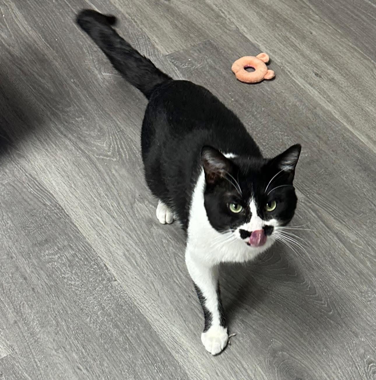 Chaplin , adopted, Adult Male Tuxedo.