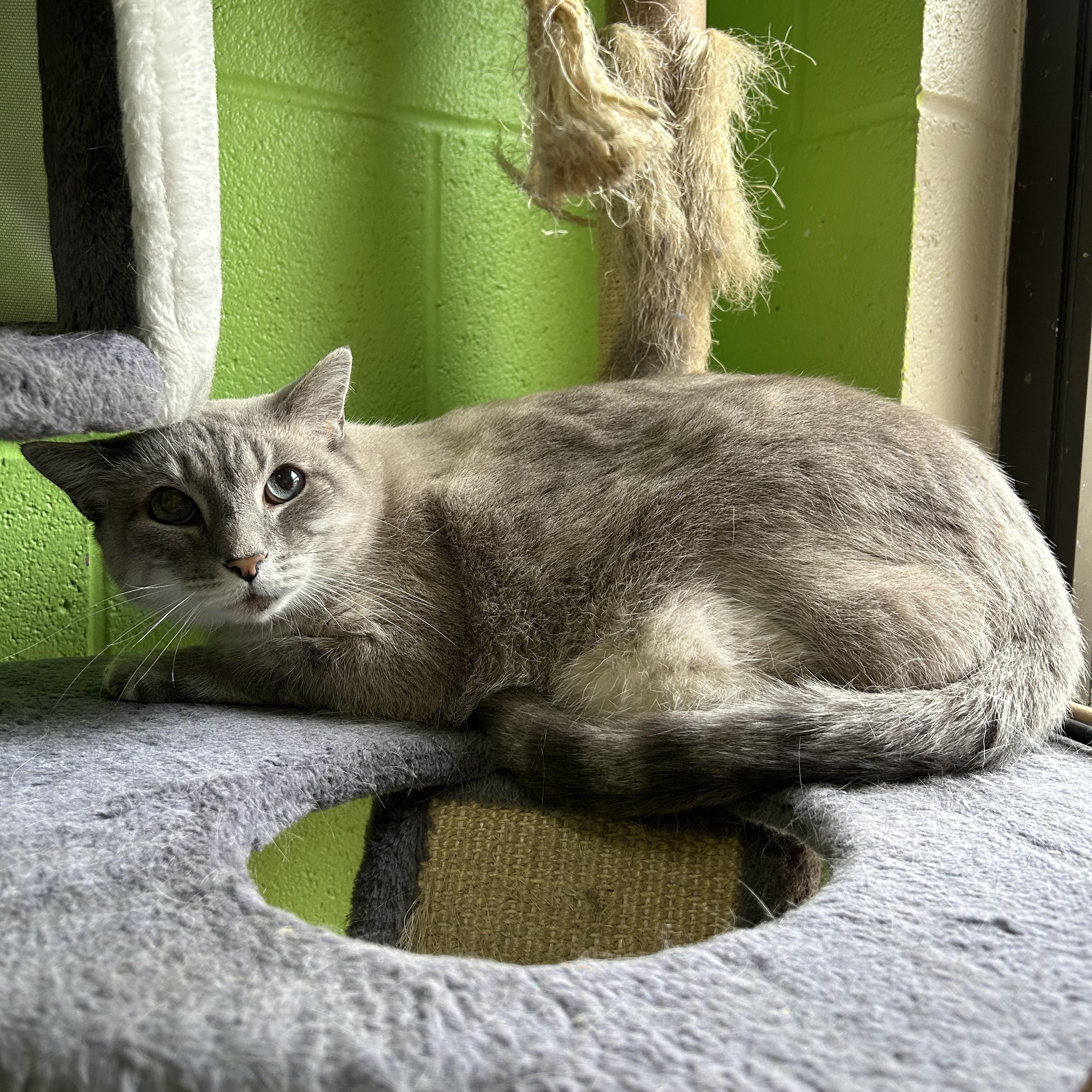 Enlarge Paris, a Adoptable Domestic Short Hair image 1/3