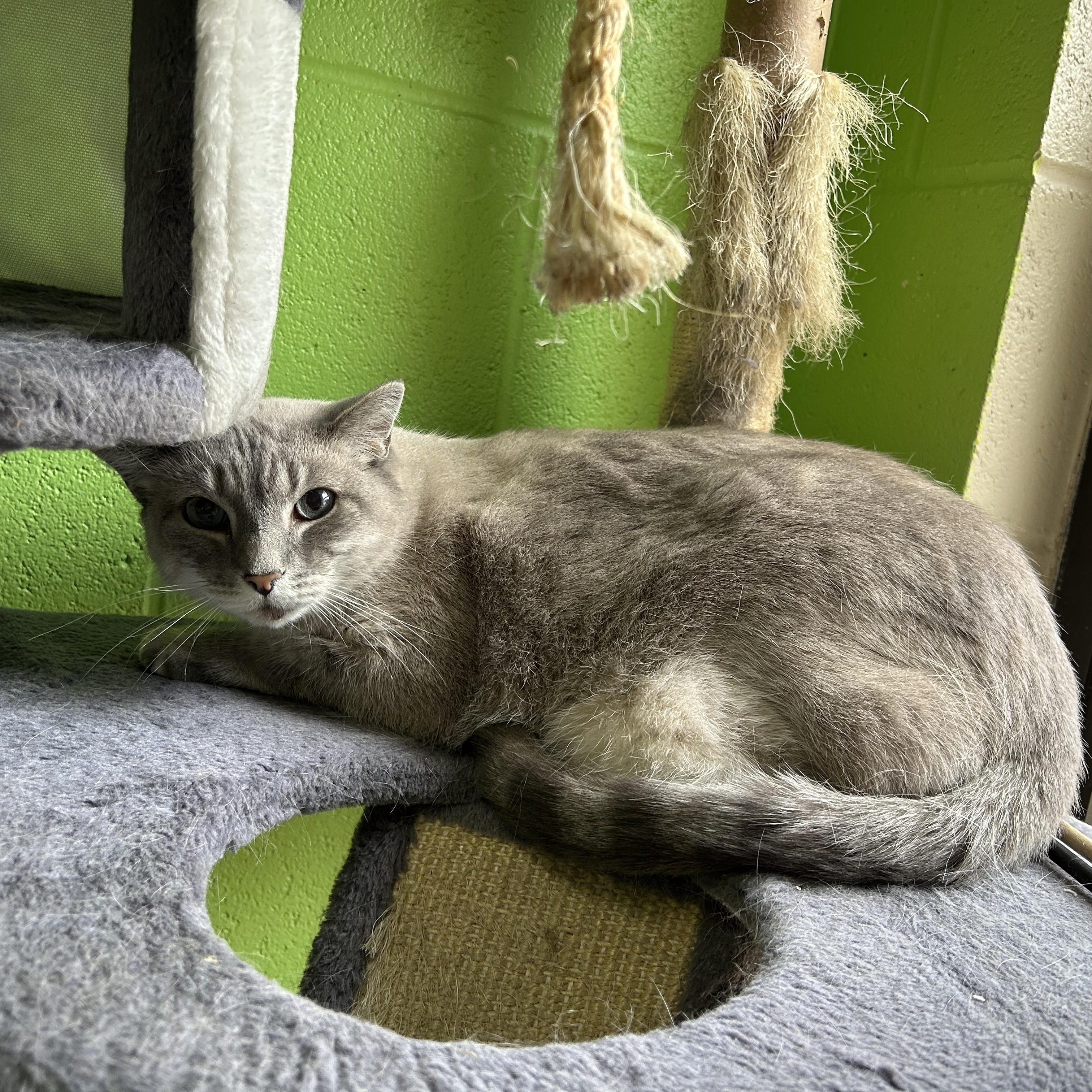 Enlarge Paris, a Adoptable Domestic Short Hair image 2/3