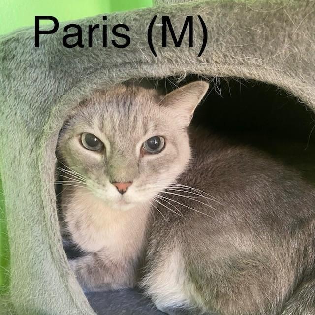 Paris, Adoptable, Adult Male Domestic Short Hair.