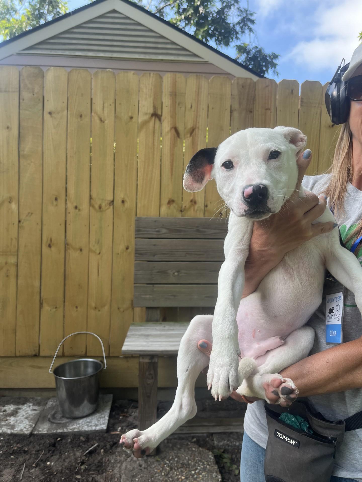 Garrick, Young Male Terrier