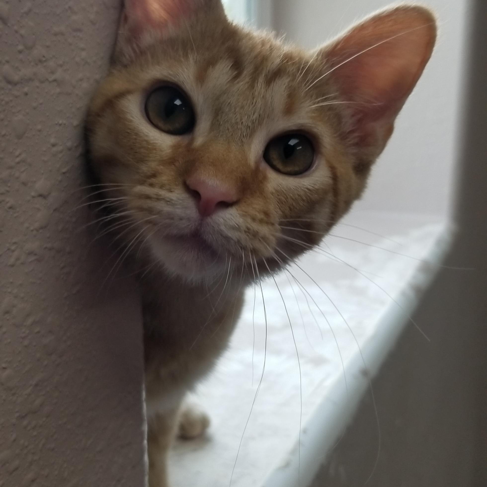 Enlarge Merry, a Adoptable Domestic Short Hair in Aransas Pass, TX image 1/3