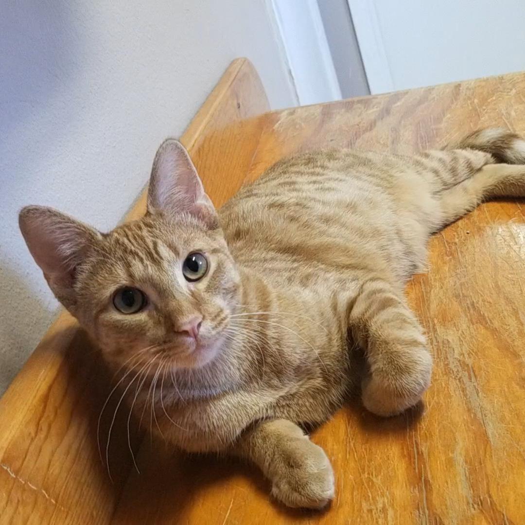 Enlarge Merry, a Adoptable Domestic Short Hair in Aransas Pass, TX image 2/3