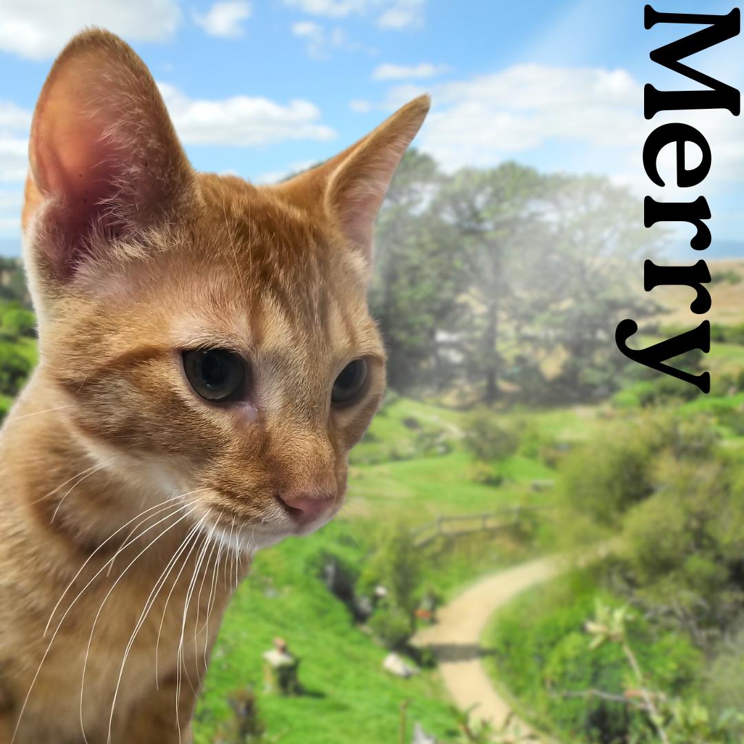 Enlarge Merry, a Adoptable Domestic Short Hair in Aransas Pass, TX image 3/3