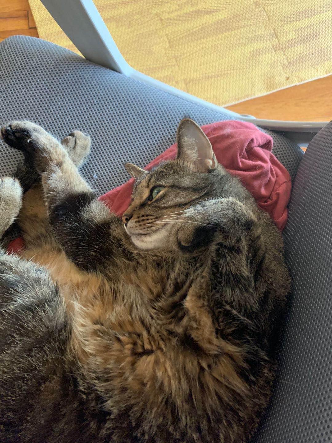 Enlarge Mimi, a Adoptable American Shorthair in Flushing, NY image 4/6