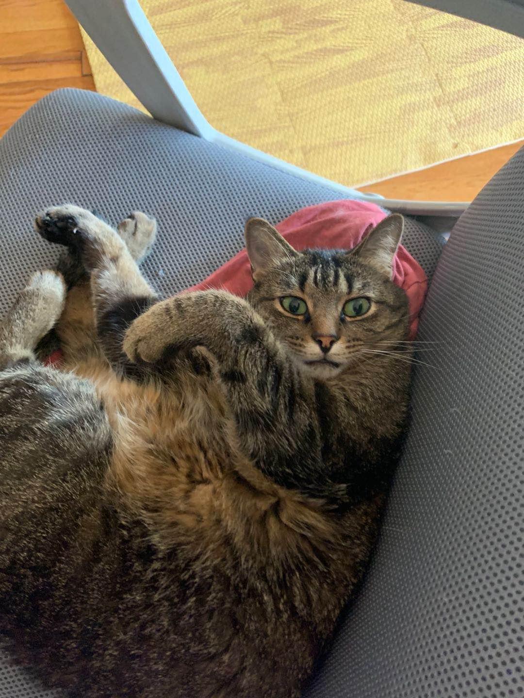 Mimi, Adoptable, Adult Female American Shorthair.