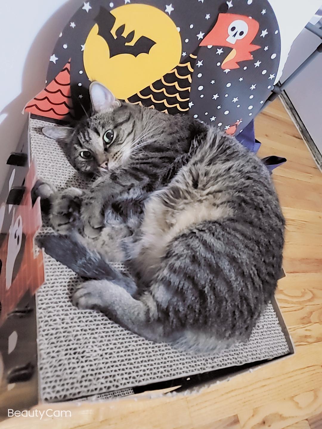 Enlarge Mimi, a Adoptable American Shorthair in Flushing, NY image 3/6