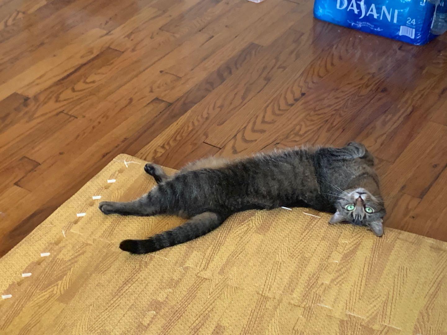 Enlarge Mimi, a Adoptable American Shorthair in Flushing, NY image 5/6