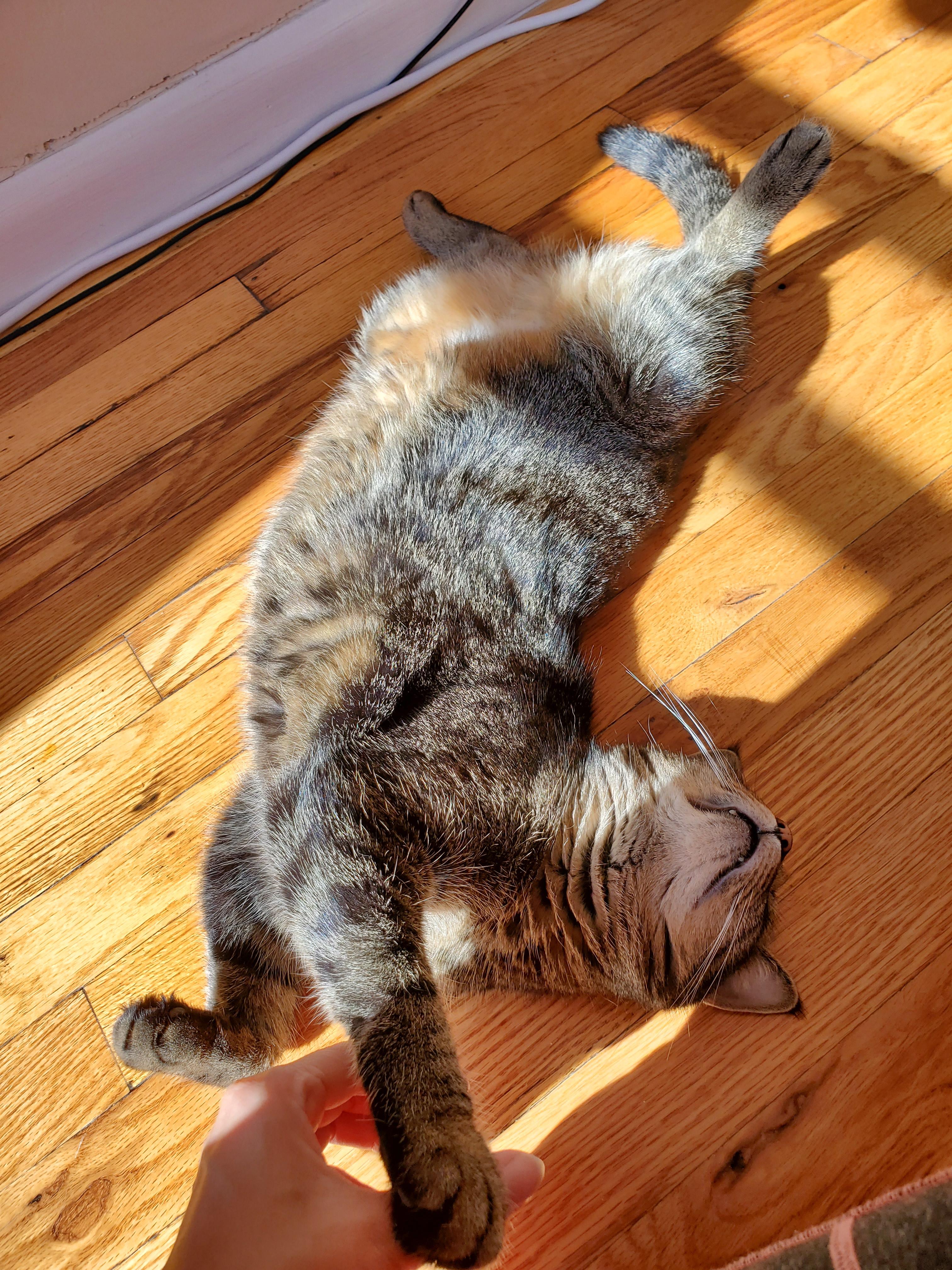 Enlarge Mimi, a Adoptable American Shorthair in Flushing, NY image 6/6