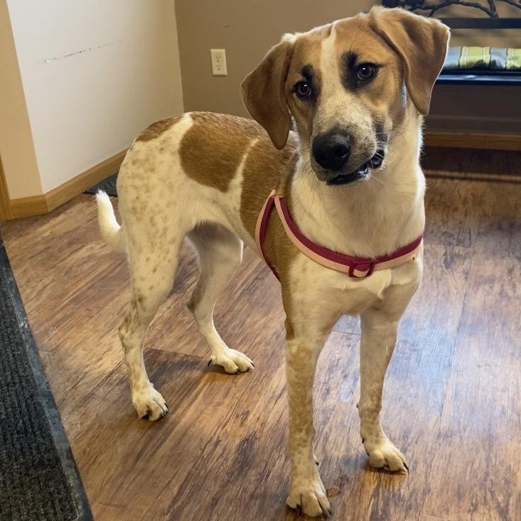 Enlarge Queenie D26-001, a Adoptable mixed breed in Elbow Lake, MN image 1/3