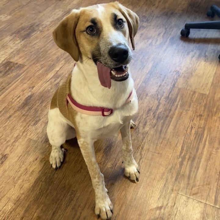 Enlarge Queenie D26-001, a Adoptable mixed breed in Elbow Lake, MN image 2/3